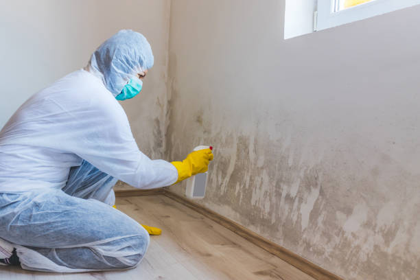 Licensed Mold Inspection service in Ponte Vedra, FL - WQB Mold Removal
